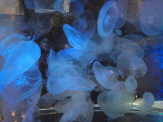thumb_0903FL_113.jpg