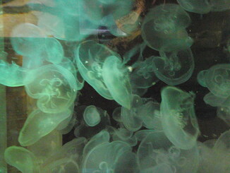 thumb_0903FL_114.jpg