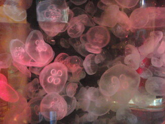 thumb_0903FL_115.jpg