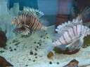 thumb_0903FL_118.jpg