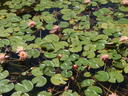 thumb_0903FL_119.jpg