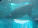 thumb_0903FL_126.jpg
