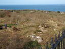 thumb_0904carbis_032.jpg