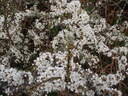 thumb_0904carbis_052.jpg