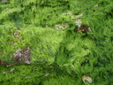 thumb_0904carbis_063.jpg