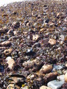 thumb_0904carbis_090.jpg