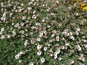 thumb_0904carbis_105.jpg