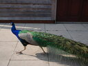 thumb_0904hollybourne_030.jpg