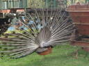 thumb_0904hollybourne_054.jpg
