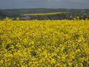 thumb_0904hollybourne_066.jpg