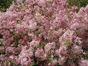 thumb_0904hollybourne_073.jpg
