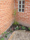 thumb_0905jasmine_018.jpg