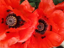 thumb_0906_June_016.jpg