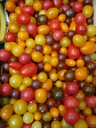 thumb_0709Tomatoes138.jpg