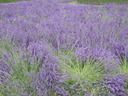 thumb_0709lavender018.jpg