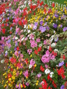 thumb_0809SemFed_092.jpg