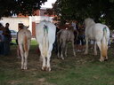 thumb_0809SemFed_101.jpg