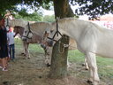 thumb_0809SemFed_102.jpg