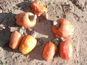 thumb_0910Winter_207.jpg