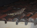 thumb_0910Winter_211.jpg