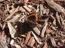 thumb_0910Winter_314.jpg