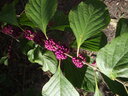 thumb_0910Winter_324.jpg