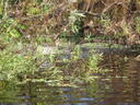 thumb_0910Winter_373.jpg
