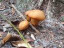 thumb_0910Winter_419.jpg