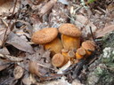 thumb_0910Winter_420.jpg