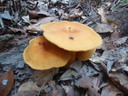 thumb_0910Winter_422.jpg