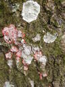 thumb_0910Winter_429.jpg