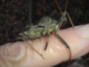thumb_0910Winter_450.jpg