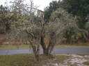 thumb_0910Winter_455.jpg