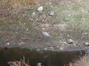 thumb_0910Winter_462.jpg