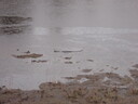 thumb_0910Winter_463.jpg