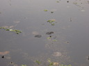 thumb_0910Winter_470.jpg