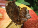 thumb_0910Winter_709.jpg