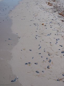 thumb_0910Winter_823.jpg