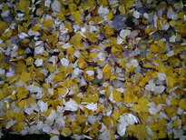 thumb_11112010016.jpg