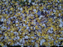 thumb_11112010017.jpg
