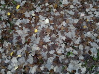 thumb_11112010018.jpg