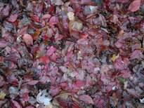 thumb_11112010019_1.jpg