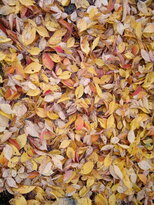 thumb_11112010020.jpg