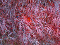 thumb_11112010021.jpg