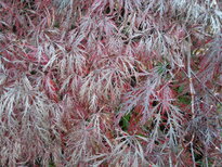 thumb_11112010022.jpg