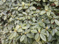 thumb_11112010023.jpg