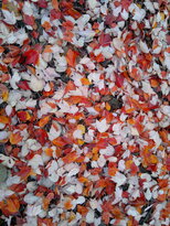 thumb_12112010025.jpg