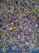 thumb_12112010026.jpg