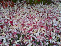 thumb_12112010027.jpg