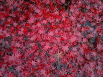thumb_12112010028.jpg